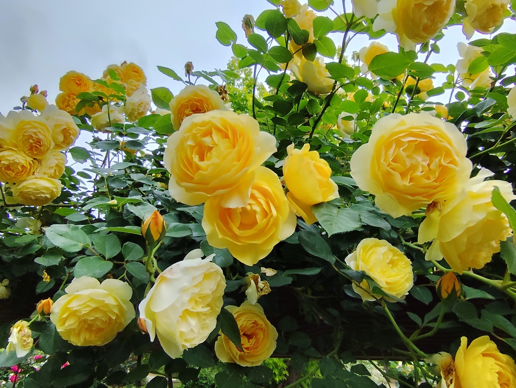 ５月の薔薇