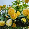 ５月の薔薇