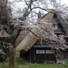 咲き始めの時期に