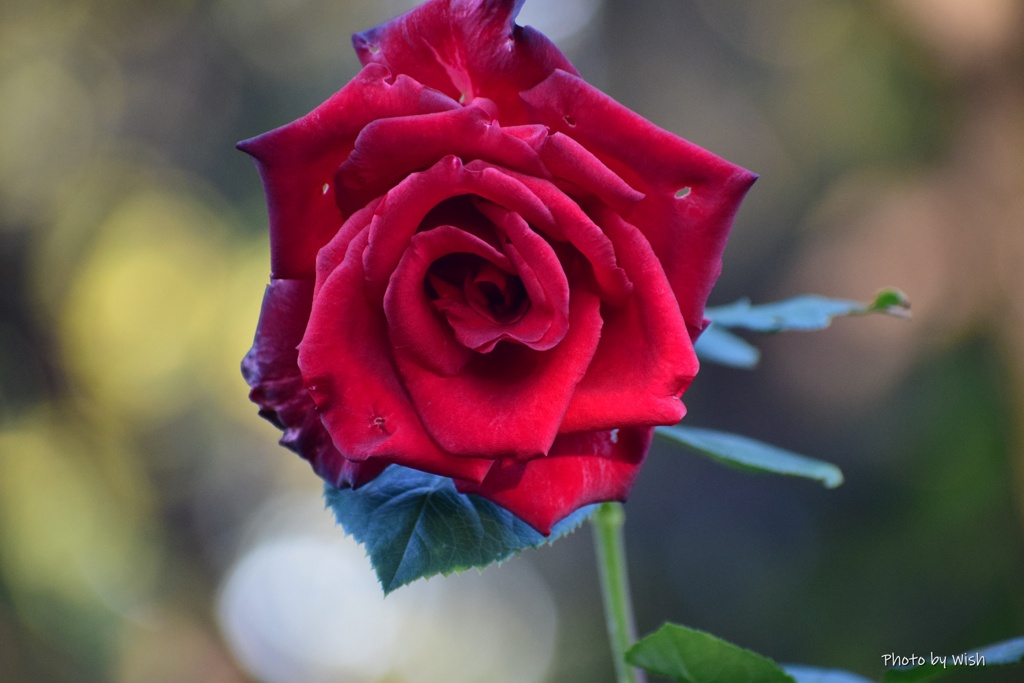 紅深まる薔薇