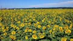 ひまわり村の展望台から