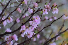 啓翁桜