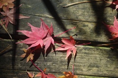 陽射に照らされた紅葉