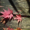 陽射に照らされた紅葉