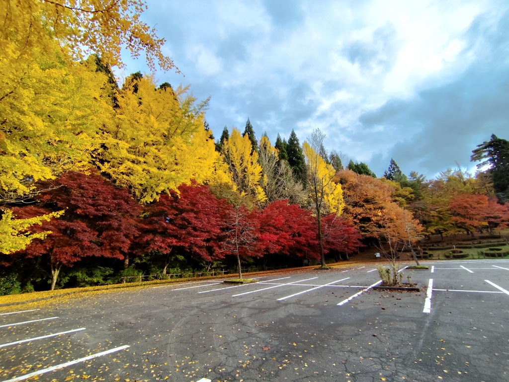 紅葉並木