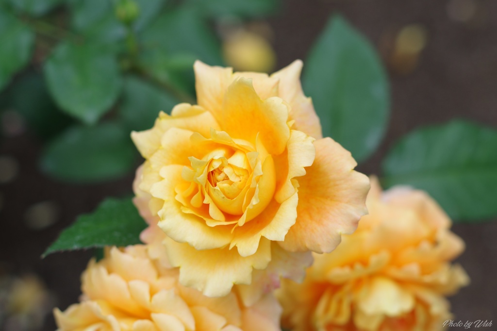 富山県花総合センターの薔薇園にて
