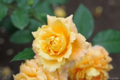 富山県花総合センターの薔薇園にて