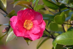 晴れた日の山茶花