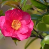 晴れた日の山茶花