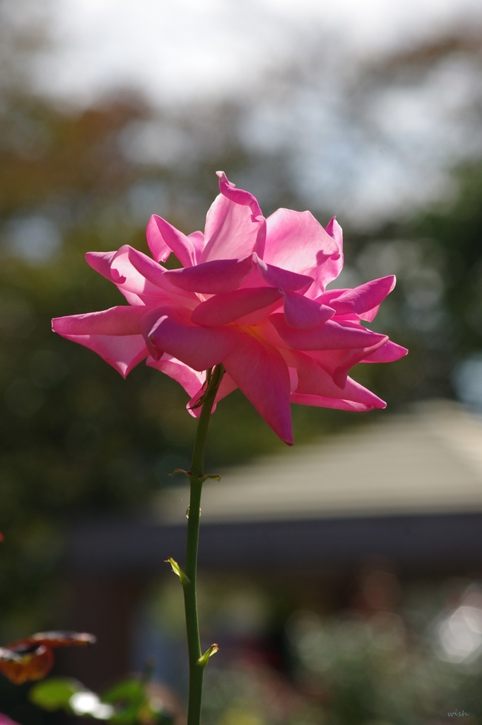 秋薔薇：陽射を浴びて