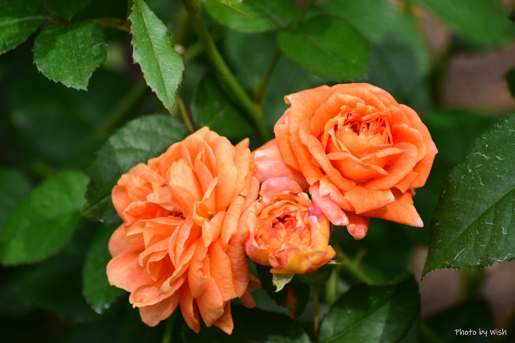 7月の薔薇