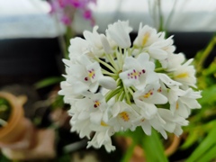 温室に咲く花
