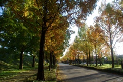 メタセコイア並木通りの黄葉