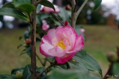 晩秋