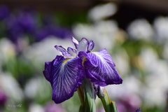 花しょうぶ