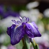 花しょうぶ