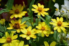 黄色い草花