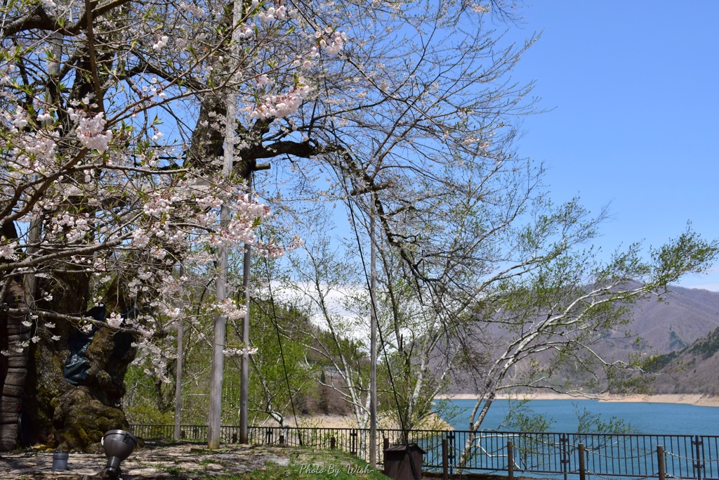荘川桜