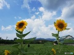 城端の向日葵