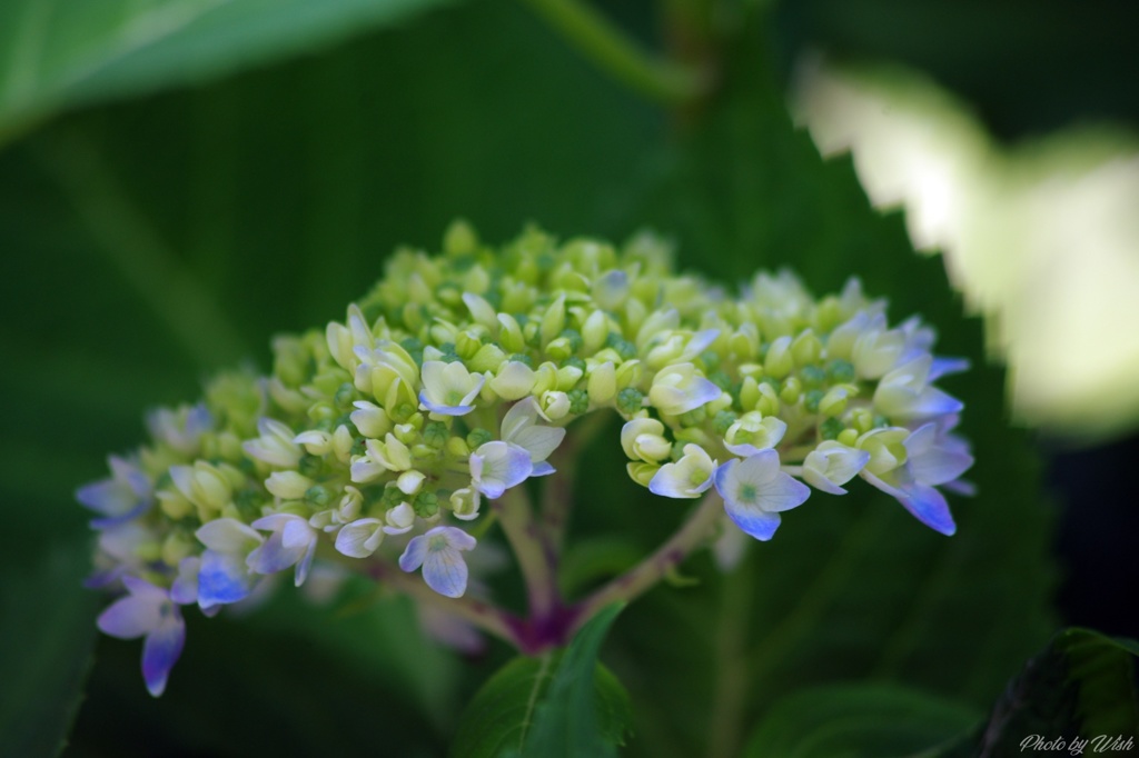 紫陽花