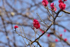 紅梅