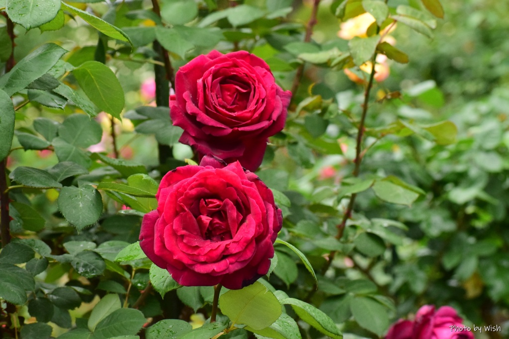 twin rose