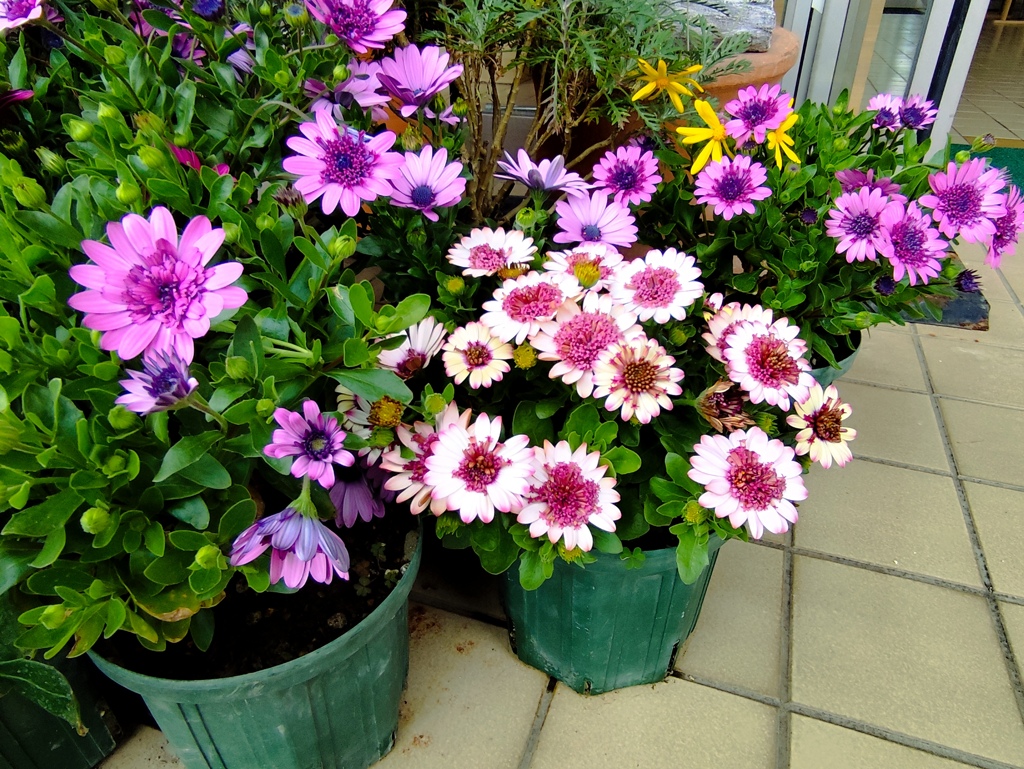 春色の花