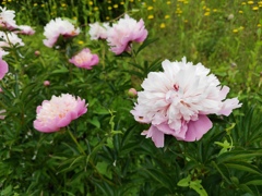 芍薬