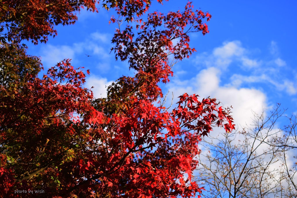 青空と紅葉