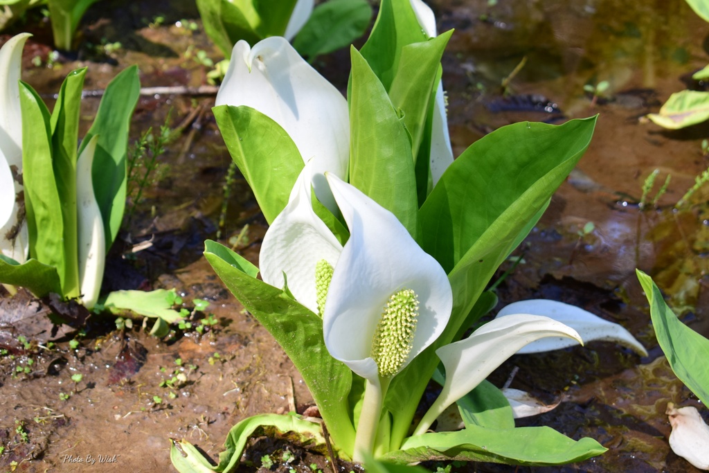 水芭蕉