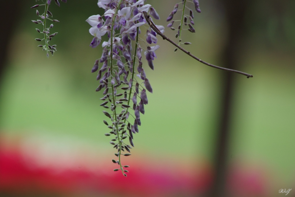 gradation