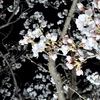 ライトアップ