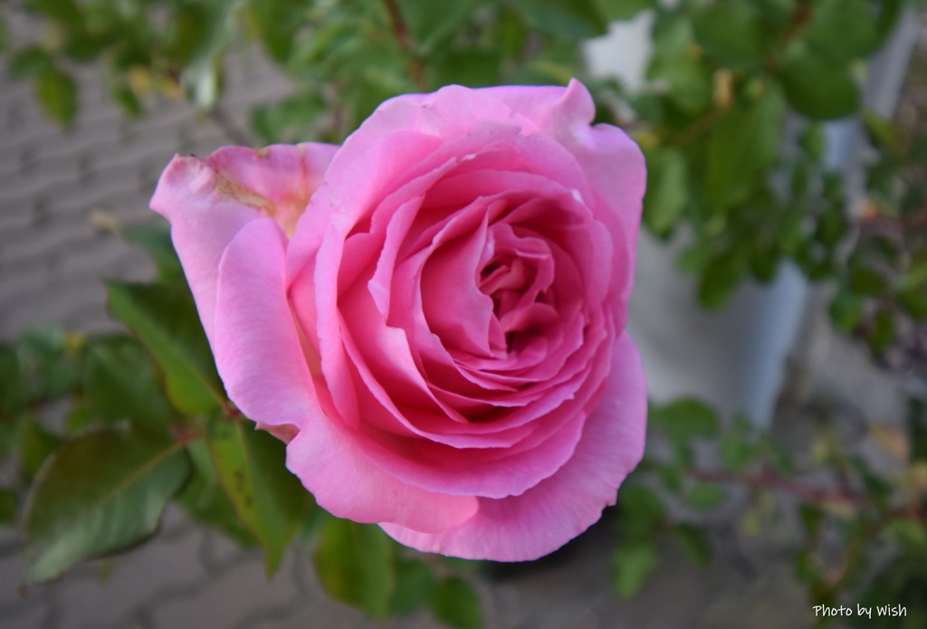 11月末に咲く薔薇