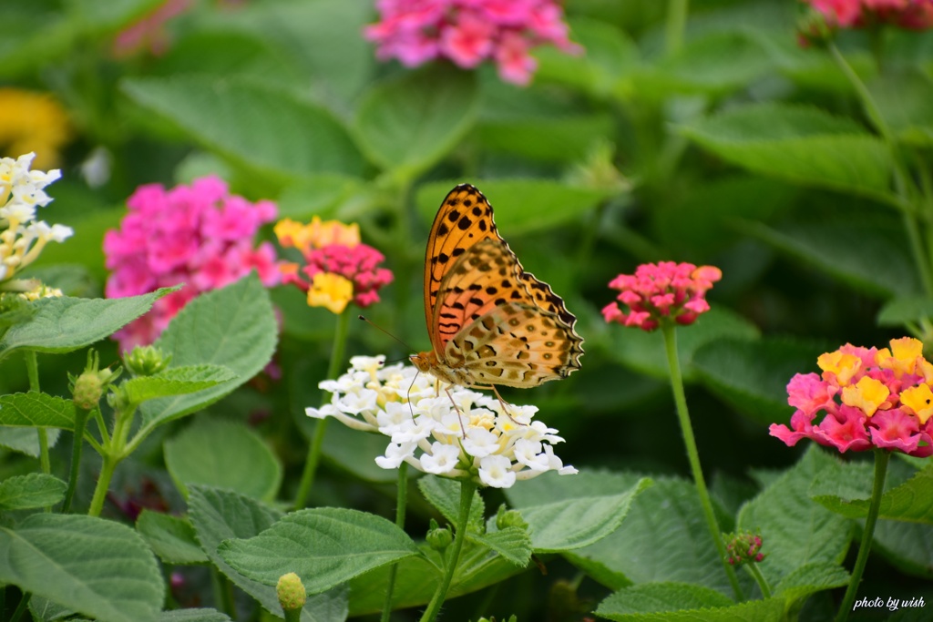 花蜜に夢中(^.^)