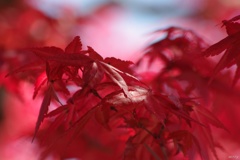 春の紅葉