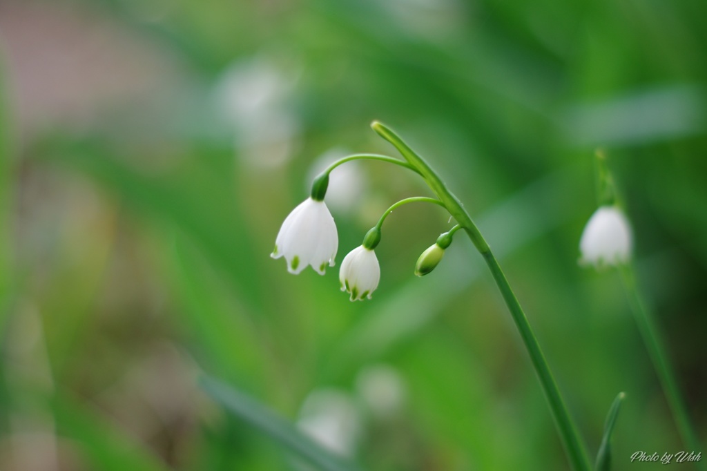 小さな花