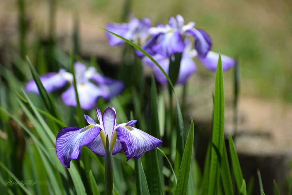 花菖蒲