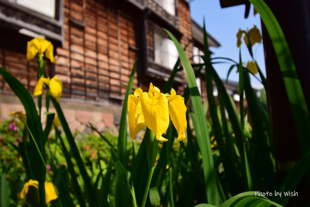 ５月の城端