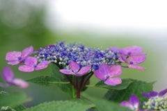 見頃の紫陽花:額紫陽花