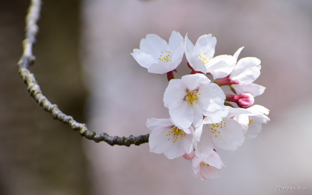 桜一枝