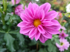 Dahlia