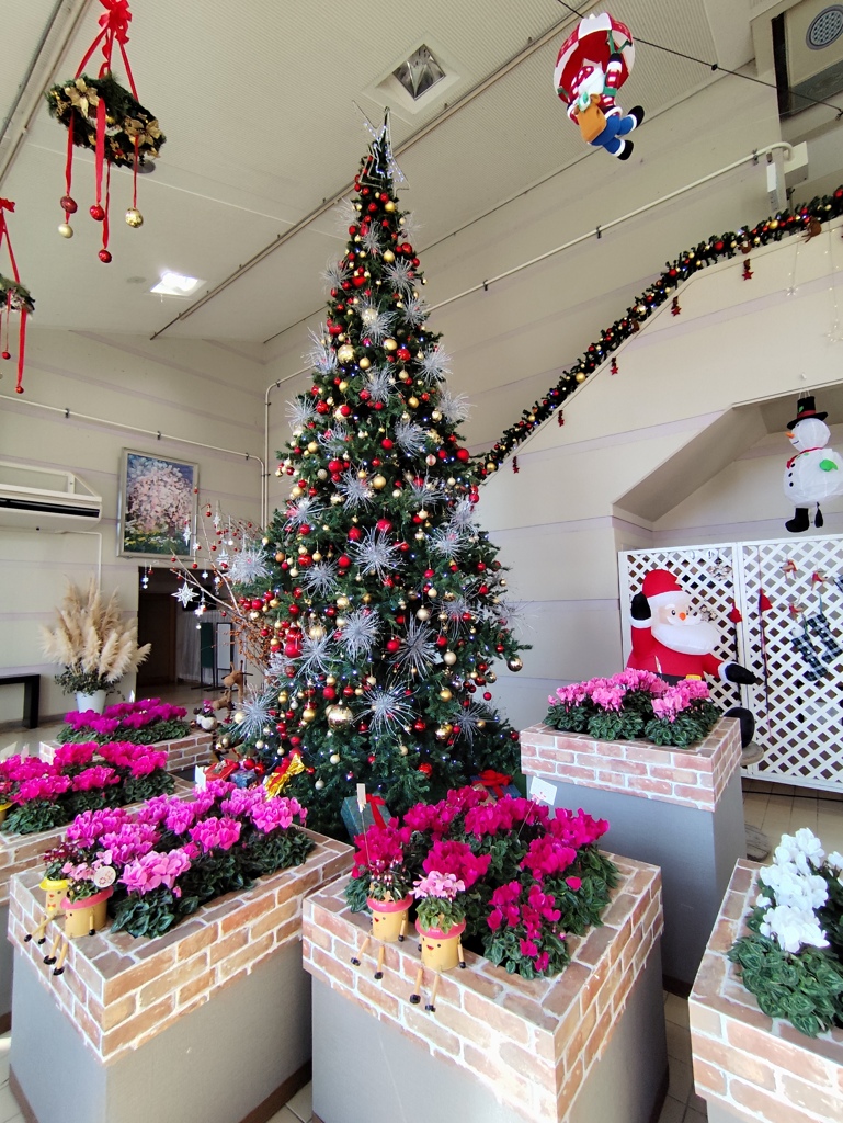 シクラメンとクリスマスツリー