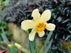 温室に咲く花