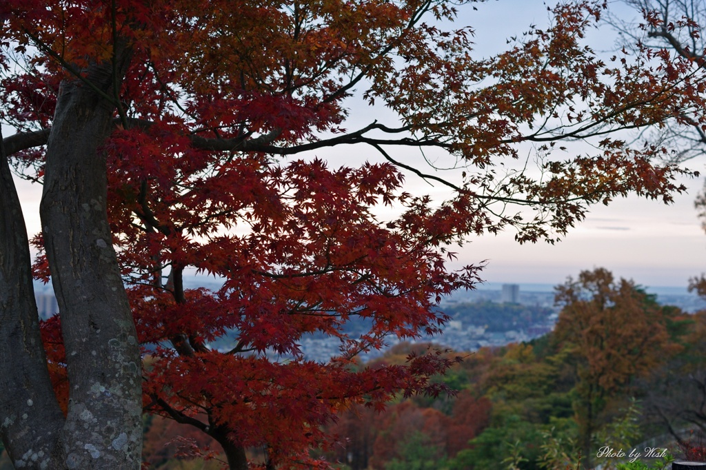晩秋彩