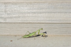 カマキリ