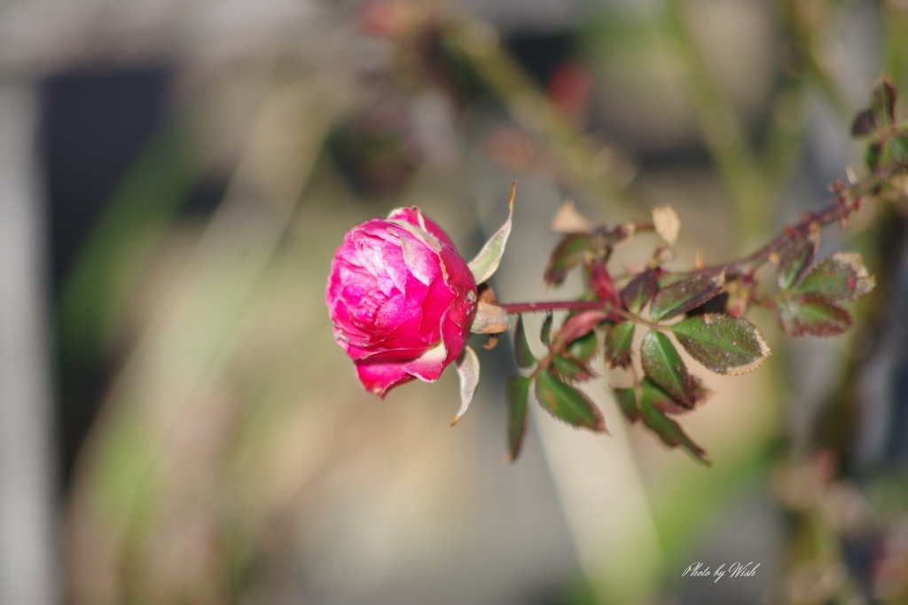 紅薔薇