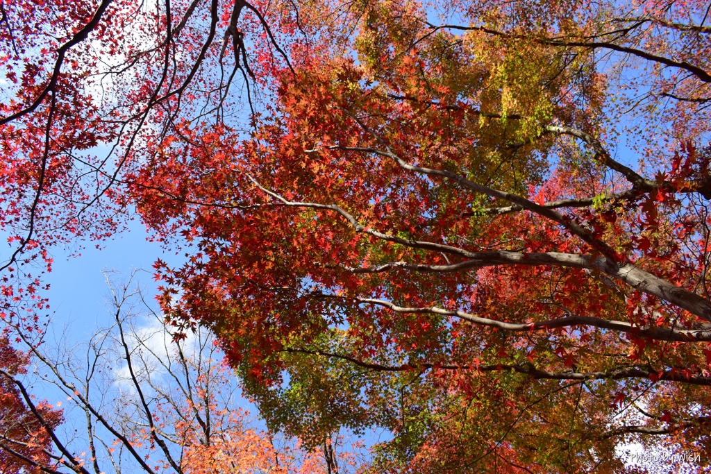 紅葉の色々の彩