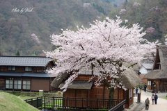 満開の桜