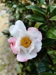 山茶花
