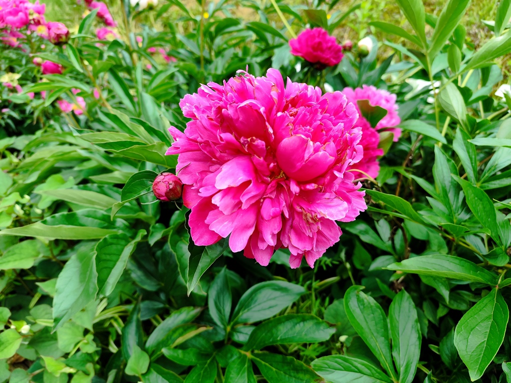 芍薬